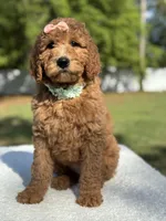 Princess- F1b Medium, a female Goldendoodle for sale in Frostproof, FL – Photo 4 of 10