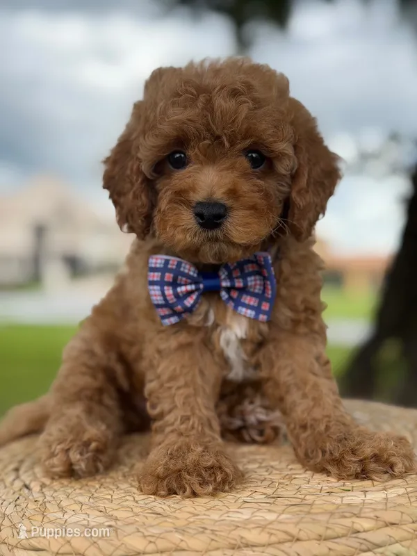 Minion- F1b Toy – Goldendoodle puppy for sale in Frostproof, FL