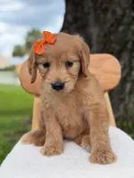 Annabelle- F1 Standard 💜, a female Goldendoodle for sale in Frostproof, FL – 8 of 10