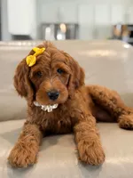 Eloise- F1b Medium , a female Goldendoodle for sale in Frostproof, FL – 5 of 10