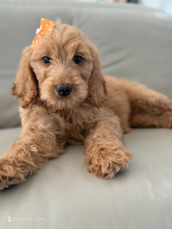Lilah- F1b Medium – Goldendoodle puppy for sale in Frostproof, FL