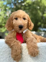 Aiden- F1 Mini, a male Goldendoodle for sale in Frostproof, FL – 10 of 10