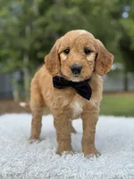 Archer- F1 Mini , a male Goldendoodle for sale in Frostproof, FL – 5 of 10