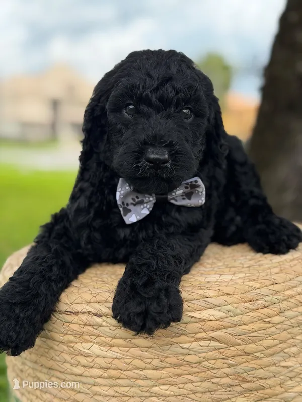 Ansel- F1b standard  – Goldendoodle puppy for sale in Frostproof, FL