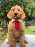 Aiden- F1 Mini, a male Goldendoodle for sale in Frostproof, FL – 2 of 10