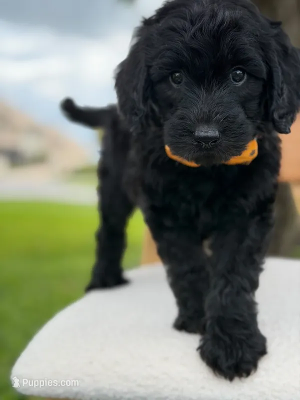 Ames- F1b Standard  – Goldendoodle puppy for sale in Frostproof, FL
