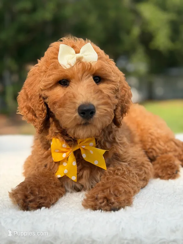 Rosie- F1b Medium  – Goldendoodle puppy for sale in Frostproof, FL