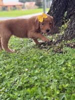 Arabella- F1 Standard 💜, a female Goldendoodle for sale in Frostproof, FL – 7 of 10