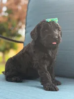 Onyx- F1 Standard , a female Goldendoodle for sale in Frostproof, FL – 2 of 10