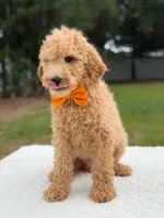 Ryder- F1b Medium , a male Goldendoodle for sale in Frostproof, FL – 4 of 10