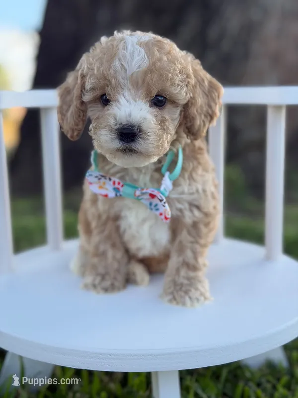 Jace- F1bb Toy – Goldendoodle puppy for sale in Frostproof, FL
