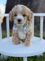 Jace- F1bb Toy, a male Goldendoodle for sale in Frostproof, FL – 1 of 10