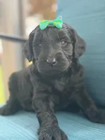 Onyx- F1 Standard , a female Goldendoodle for sale in Frostproof, FL – 1 of 10