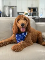 Weston- F1b Medium, a male Goldendoodle for sale in Frostproof, FL – 9 of 10