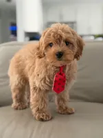 Jet- F1b Mini , a male Goldendoodle for sale in Frostproof, FL – 4 of 10