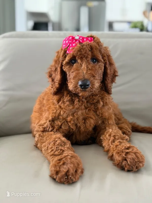 Gemma- F1b Standard  – Goldendoodle puppy for sale in Frostproof, FL