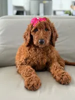 Gemma- F1b Standard , a female Goldendoodle for sale in Frostproof, FL – 1 of 10