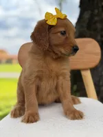 Arabella- F1 Standard 💜, a female Goldendoodle for sale in Frostproof, FL – 6 of 10