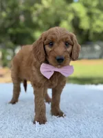 Ace- F1 mini , a male Goldendoodle for sale in Frostproof, FL – 8 of 9