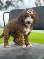 Winnie- F1bb Mini , a female Goldendoodle for sale in Frostproof, FL – 5 of 10