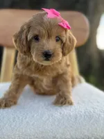 Jewel- F1bb Toy , a male Goldendoodle for sale in Frostproof, FL – 2 of 10