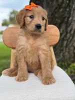 Annabelle- F1 Standard 💜, a female Goldendoodle for sale in Frostproof, FL – 10 of 10