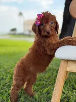 Summer- F1b Standard , a female Goldendoodle for sale in Frostproof, FL – 7 of 10