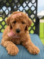 Bubbles- F1b Medium, a female Goldendoodle for sale in Frostproof, FL – 7 of 10