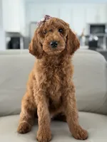 Vienna- F1b standard , a female Goldendoodle for sale in Frostproof, FL – 5 of 10