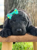 Alora- F1b Standard , a female Goldendoodle for sale in Frostproof, FL – 2 of 10