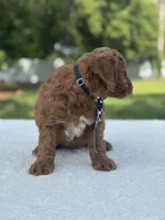Titan- F1b Mini , a male Goldendoodle for sale in Frostproof, FL – 2 of 10