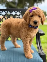 Dolly- F1b Medium , a female Goldendoodle for sale in Frostproof, FL – 6 of 10