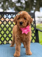 Lulú- F1b Medium , a female Goldendoodle for sale in Frostproof, FL – 3 of 10