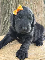 Adore- F1b Standard , a female Goldendoodle for sale in Frostproof, FL – 9 of 10