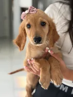 London- F1b Medium , a female Goldendoodle for sale in Frostproof, FL – 5 of 10