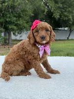 Tiana- F1b Mini , a female Goldendoodle for sale in Frostproof, FL – 6 of 9