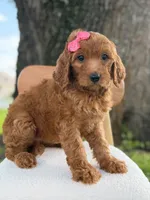 Savannah- F1b Standard , a female Goldendoodle for sale in Frostproof, FL – 6 of 10