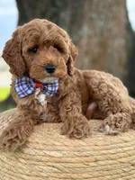 Luigi- F1b Toy, a male Goldendoodle for sale in Frostproof, FL – 8 of 10