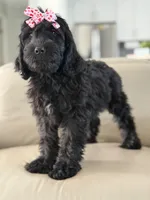 Diamond- F1 Standard, a female Goldendoodle for sale in Frostproof, FL – 3 of 10