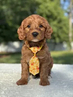 Teddy- F1b Mini , a male Goldendoodle for sale in Frostproof, FL – 3 of 10