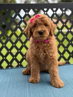 Giggles- F1b Medium , a female Goldendoodle for sale in Frostproof, FL – 6 of 10