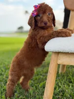 Summer- F1b Standard , a female Goldendoodle for sale in Frostproof, FL – 6 of 10