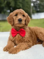 Winston- F1b Medium, a male Goldendoodle for sale in Frostproof, FL – 1 of 10