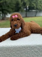 Camille- F1b Standard, a female Goldendoodle for sale in Frostproof, FL – 5 of 10
