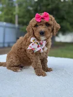 Tessa- F1b Mini , a female Goldendoodle for sale in Frostproof, FL – 2 of 10