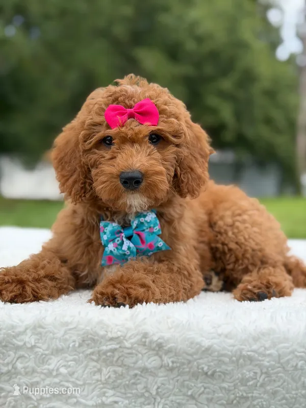 Tessa- F1b Mini  – Goldendoodle puppy for sale in Frostproof, FL