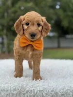 Apollo- F1 mini, a male Goldendoodle for sale in Frostproof, FL – 7 of 10