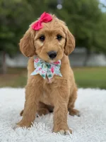 Aurora- F1 mini , a female Goldendoodle for sale in Frostproof, FL – 5 of 10
