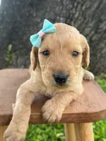London- F1b Medium , a female Goldendoodle for sale in Frostproof, FL – 7 of 10