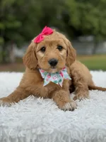 Aurora- F1 mini , a female Goldendoodle for sale in Frostproof, FL – 2 of 10